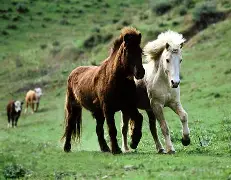 关于马竞获平局!西蒙尼心如明镜水澈的信息 关于马竞获平局!西蒙尼心如明镜水澈的信息